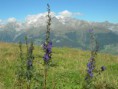 /album/fotogalerie/blumen-jpg/